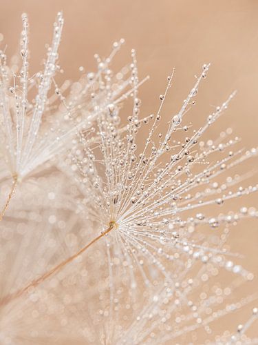 Druppeltjes schitteren: Natuurlijke vrolijkheid