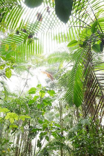 palmen en varens en vele tinten groen in het Cloudforest Mindo,Ecuador