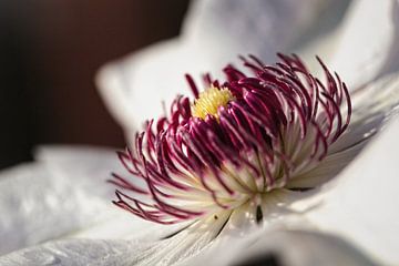 Clematis by Rob Boon