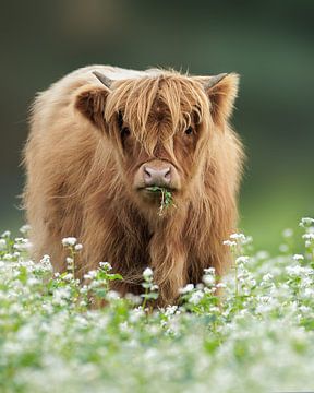 Scottish highlander in Buckwheat by Patrick van Bakkum