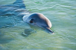 Monkey Mia dolphin