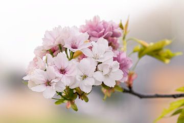 Lente kleuren van Samantha van Leeuwen