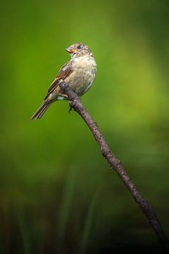 Haussperling von Andy van der Steen - Fotografie