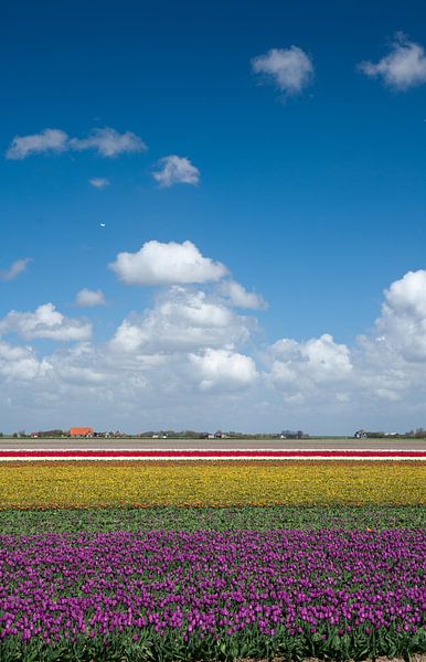 Tulpen landschap van Menno Schaefer