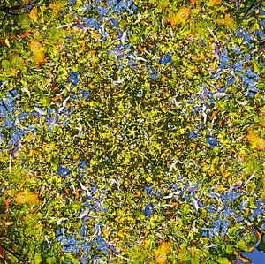 Early Autumn