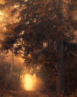 Touched by magic