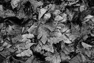 Autumn leaves with hoarfrost in black and white by Dieter Walther