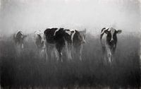 koeien in de mist