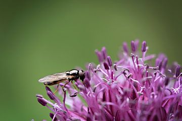 Bugje van Lonneke Prins