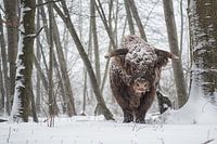 schotse hooglander in winter snow. contrast