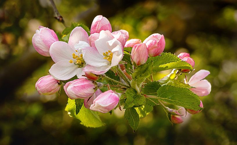 Apfelblüte von Adelheid Smitt