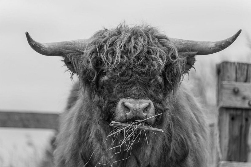 Schotse Hooglander in zwart wit van Ans Bastiaanssen
