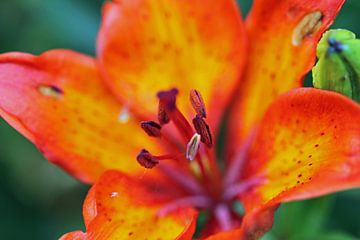 close-up van een bloem van Klaase Fotografie