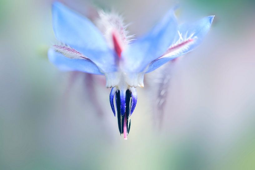 Fleur de bourrache von Martine Affre Eisenlohr