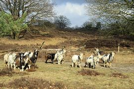 Dutch Country Ziege  von Jolanta Mayerberg