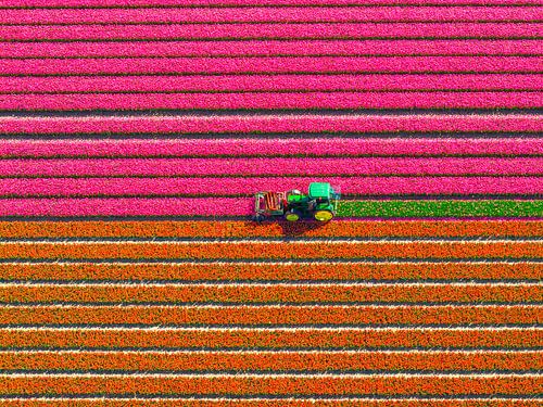 Tractor kopt tulpen in een veld in de lente, gezien vanuit de lucht