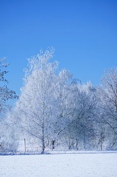 Winterlandschap met berken bedekt met sneeuw en vorst van Martin Köbsch