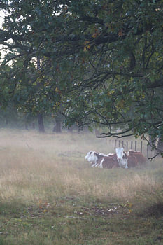 Autumnal stillness in the morning mist