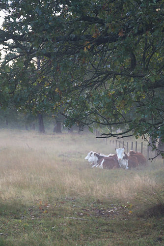 Herfststilte
