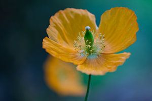 Yellow Flower (macro) by Vienna's Photos