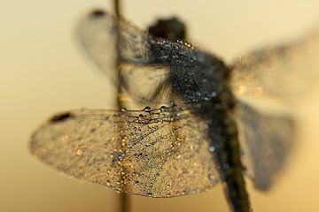 Golden dragonfly by Nienke Castelijns