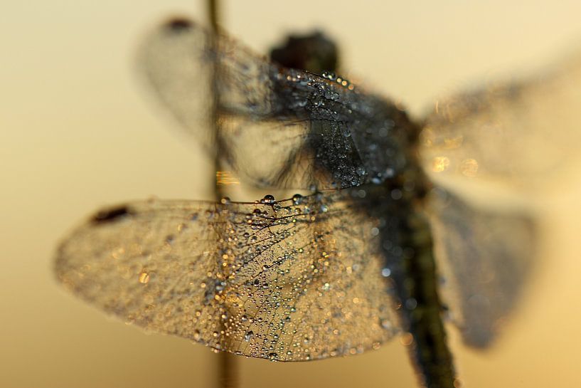 Golden dragonfly by Nienke Castelijns