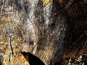 TreeScape 15