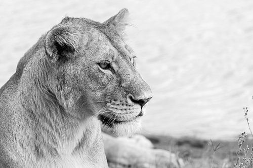 Löwe in Schwarz und Weiß