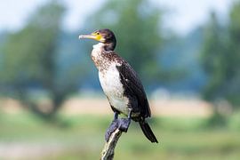 Kormoran von Merijn Loch
