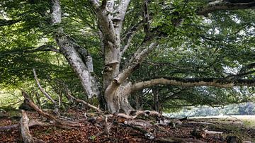 Die majestätische alte Eiche in Picherande, Frankreich