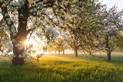 Birnbaum - Frische Blüte, Morgenlicht, Bodennebel… einfach magisch! von Jiri Viehmann