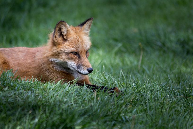 Vos in de natuur von Jeffrey Van Zandbeek