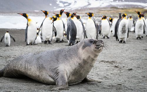 Curieuse rencontre en Géorgie du Sud