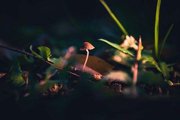 mushroom by Kaylee Verschure