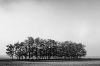Une rangée d'arbres solitaires par Ton de Koning Aperçu