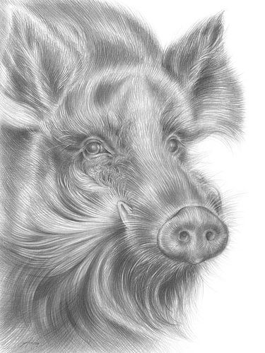 Wildschwein mit sanftem Blick von Adriana Müller