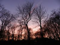 Bomen, bos in de avondschemering
