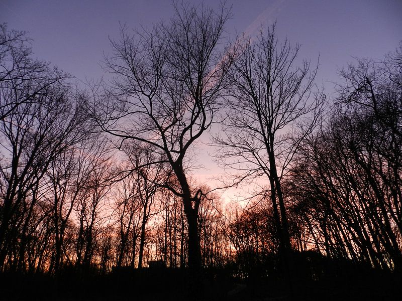 Bomen, bos in de avondschemering von Henny Buis