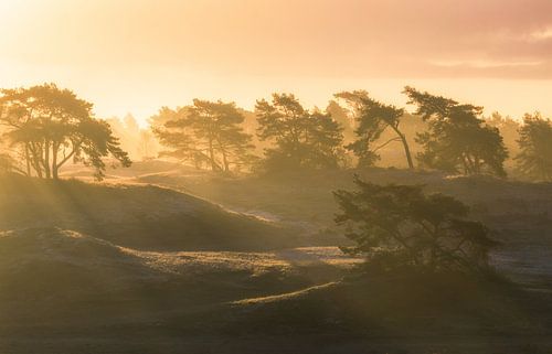 Sunrise during fog on Hulshorsterzand