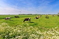 Kühe auf der Wiese im Frühling bei blauem Himmel von Dennis van de Water Miniaturansicht