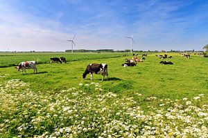 Kühe auf der Wiese im Frühling bei blauem Himmel