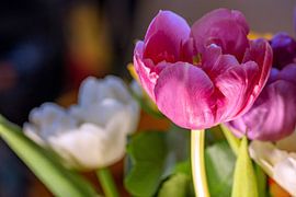 Spring fever by Photoart-Naegele