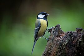 Statig koolmeesje van Ruud Bakker