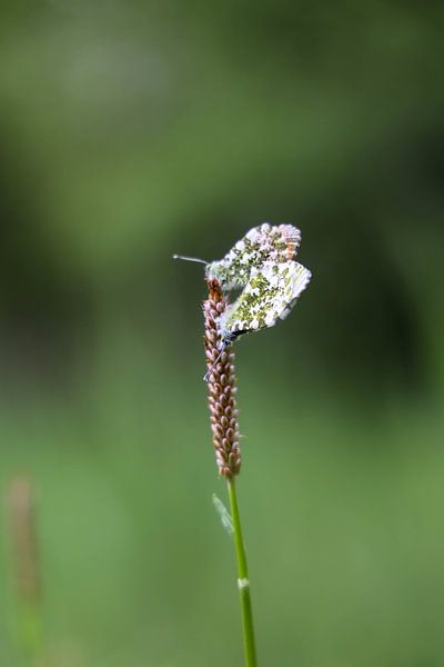 Orangefarbene Tipps von @Unique