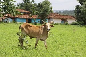 Koe in Indiaas landschap