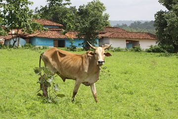 Koe in Indiaas landschap van Cora Unk