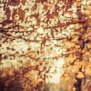 Herfstblaadjes in November van Erik Rudolfs thumbnail