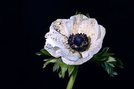 Annemone von Andreas Müller