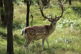 Deer during rutting season in the Amsterdam water supply dunes by rene happe