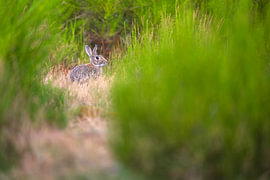 rabbit by Andy van der Steen - Fotografie